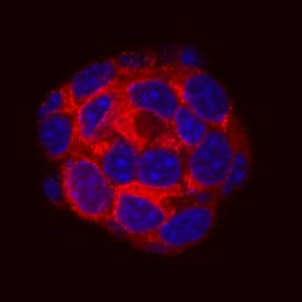 Proinsulin was detected in immersion fixed  beta TC-6 mouse beta cell insulinoma cell line using Mouse Anti-Human/Mouse Proinsulin Biotinylated Monoclonal Antibody (Catalog # BAM13361) at 10 µg/mL for 3 hours at room temperature. Cells were stained using the NorthernLights™ 557-conjugated Streptavidin (red; Catalog # NL999) and counterstained with DAPI (blue). Specific staining was localized to cytoplasm. View our protocol for Fluorescent ICC Staining of Cells on Coverslips.