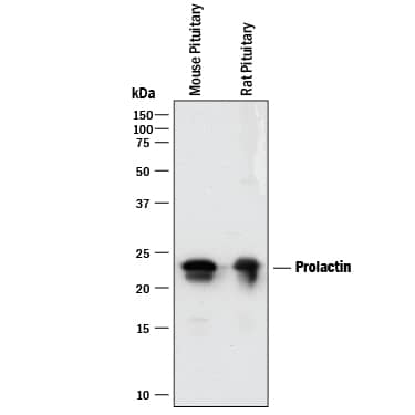 Western blot shows lysates of mouse pituitary tissue and rat pituitary tissue. PVDF membrane was probed with 0.25 µg/mL of Goat Anti-Mouse/Rat Prolactin Antigen Affinity-purified Polyclonal Antibody (Catalog # AF1445) followed by HRP-conjugated Anti-Goat IgG Secondary Antibody (HAF017). A specific band was detected for Prolactin at approximately 23 kDa (as indicated). This experiment was conducted under reducing conditions and using Immunoblot Buffer Group 1.