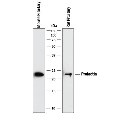 Western blot shows lysates of mouse pituitary tissue and rat pituitary tissue. PVDF membrane was probed with 1 µg/mL of Rat Anti-Mouse/Rat Prolactin Monoclonal Antibody (Catalog # MAB1445) followed by HRP-conjugated Anti-Rat IgG Secondary Antibody (Catalog # HAF005). A specific band was detected for Prolactin at approximately 23 kDa (as indicated). This experiment was conducted under reducing conditions and using Immunoblot Buffer Group 1.