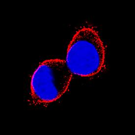 Immunocytochemistry Prominin 2 Antibody (244029) [Unconjugated]