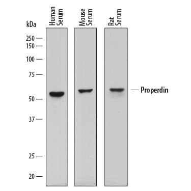 Western Blot Properdin Antibody