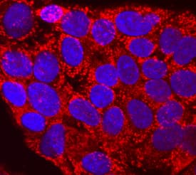 Immunocytochemistry Proprotein Convertase 2/PCSK2 Antibody