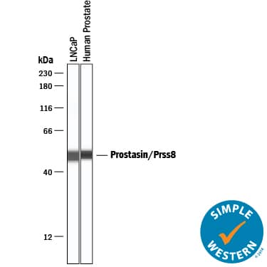 Simple Western Prostasin/Prss8 Antibody [Unconjugated]