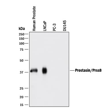 Western Blot Prostasin/Prss8 Antibody [Unconjugated]
