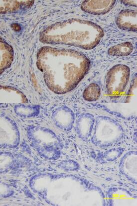 Immunohistochemistry Prostasin/Prss8 Antibody (530622)