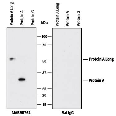 Western blot shows Recombinant Protein A Long, Recombinant Protein A, and Recombinant Protein G (negative control). The left panel of the PVDF membrane was probed with 2 µg/mL of Rat Anti-Protein A Monoclonal Antibody (Catalog # MAB99761) followed by HRP-conjugated Anti-Rat IgG Secondary Antibody (Catalog # HAF005). A specific band was detected for Protein A at approximately 33 kDa and Protein A Long at approximately 55 kDa (as indicated). To show specificity, the right panel was probed with Anti-Rat IgG Antibody (negative control). This experiment was conducted under reducing conditions and using Immunoblot Buffer Group 1.