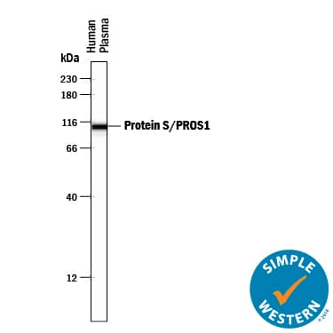 Simple Western Protein S/PROS1 Antibody [Unconjugated]