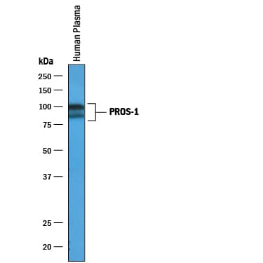 Western Blot Protein S/PROS1 Antibody [Unconjugated]