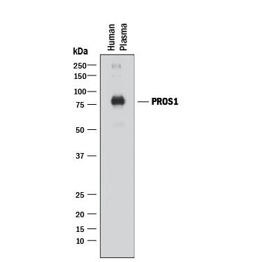 Western blot shows human plasma. PVDF membrane was probed with 0.5 µg/mL of Mouse Anti-Human Protein S/PROS1 Monoclonal Antibody (Catalog # MAB4036) followed by HRP-conjugated Anti-Mouse IgG Secondary Antibody (Catalog # HAF018). A specific band was detected for Protein S/PROS1 at approximately 80 kDa (as indicated). This experiment was conducted under non-reducing conditions and using Immunoblot Buffer Group 1.