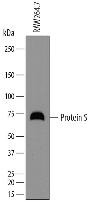 Western Blot Protein S/PROS1 Antibody (818002)