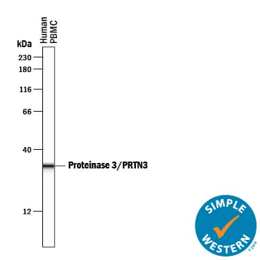Simple Western lane view shows lysates of human peripheral blood mononuclear cell tissue, loaded at 0.2 mg/mL. A specific band was detected for Proteinase 3/Myeloblastin/PRTN3 at approximately 32 kDa (as indicated) using 10 µg/mL of Sheep Anti-Human Proteinase 3/Myeloblastin/PRTN3 Antigen Affinity-purified Polyclonal Antibody (Catalog # AF6134) followed by 1:50 dilution of HRP-conjugated Anti-Sheep IgG Secondary Antibody (HAF016). This experiment was conducted under reducing conditions and using the 12-230 kDa separation system.