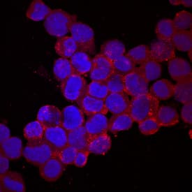 Immunocytochemistry Protocadherin-15 Antibody [Unconjugated]