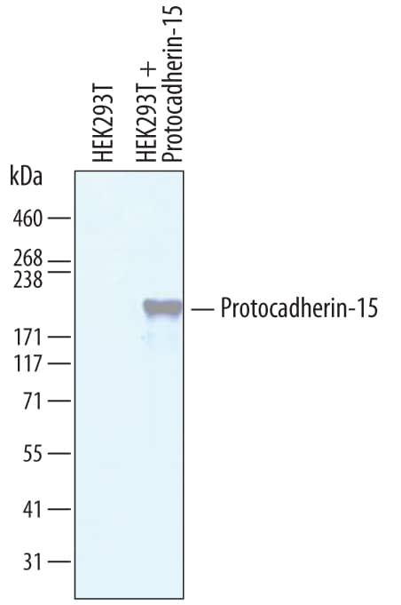 Western Blot Protocadherin-15 Antibody [Unconjugated]