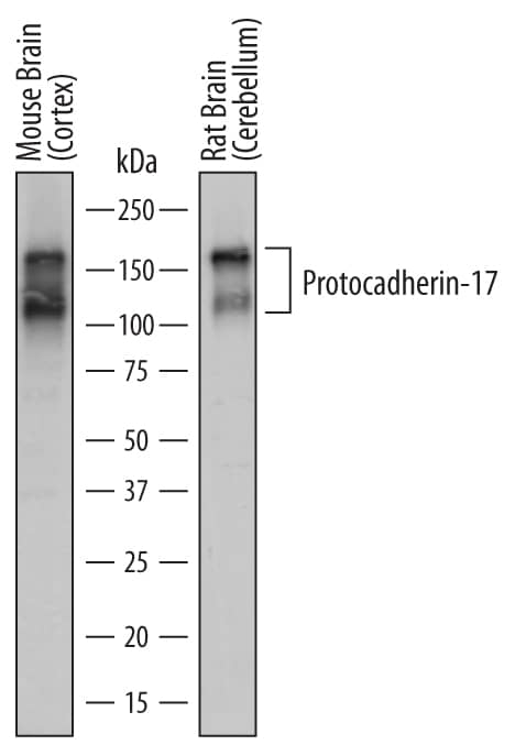 Western Blot Protocadherin-17 Antibody