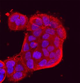 Immunocytochemistry Protocadherin-8 Antibody