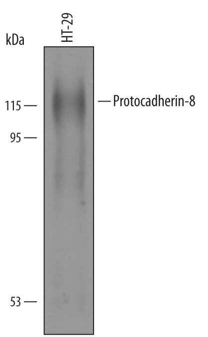 Western Blot Protocadherin-8 Antibody