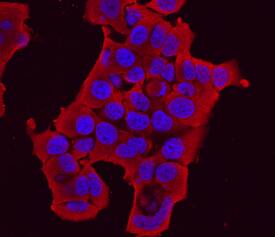 Immunocytochemistry Protocadherin-8 Antibody (562615)