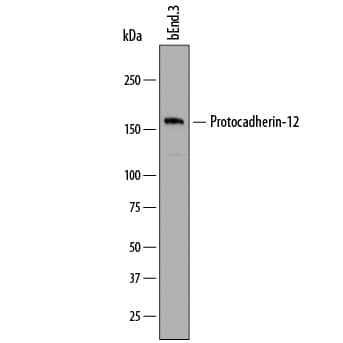Western Blot Protocadherin-12 Antibody