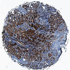 Immunohistochemistry Protocadherin-15 Antibody [Unconjugated]