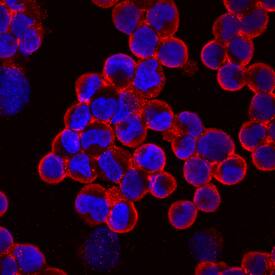 Protocadherin-15 was detected in immersion fixed YT human leukemia natural killer-like cell line using Mouse Anti-Human Protocadherin-15 Monoclonal Antibody (Catalog # MAB6729) at 10 µg/mL for 3 hours at room temperature. Cells were stained using the NorthernLights™ 557-conjugated Anti-Mouse IgG Secondary Antibody (red; Catalog # NL007) and counterstained with DAPI (blue). Specific staining was localized to cytoplasm. View our protocol for Fluorescent ICC Staining of Non-adherent Cells.