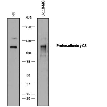 Western Blot Protocadherin gamma C3 Antibody (926525) [Unconjugated]