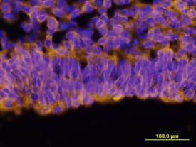 Immunohistochemistry Protogenin Antibody [Unconjugated]
