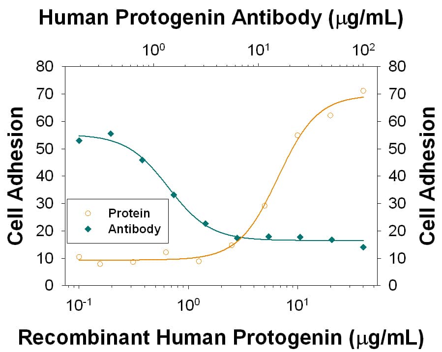 Recombinant Human Protogenin (Catalog # 6795-PR) supports the adhesion in the P19 mouse embryonal carcinoma cell line in a dose-dependent manner (orange line), as measured by Calcein AM. Adhesion elicited by Recombinant Human Protogenin (10 µg/mL) is neutralized (green line) by increasing concentrations of Mouse Anti-Human Protogenin Monoclonal Antibody (Catalog # MAB6795). The ND50 is typically 0.4-2.4 µg/mL.