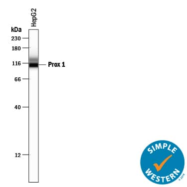 Simple Western Prox1 Antibody [Unconjugated]