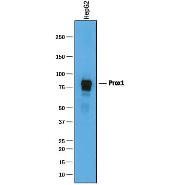 Western Blot Prox1 Antibody [Unconjugated]
