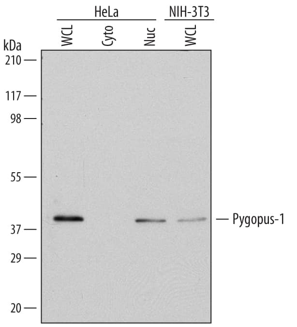 Western Blot Pygopus-1 Antibody (466023)