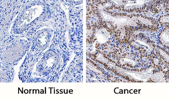 Immunohistochemistry Pygopus-2 Antibody (539730) [Unconjugated]