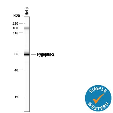 Simple Western Pygopus-2 Antibody (539730) [Unconjugated]