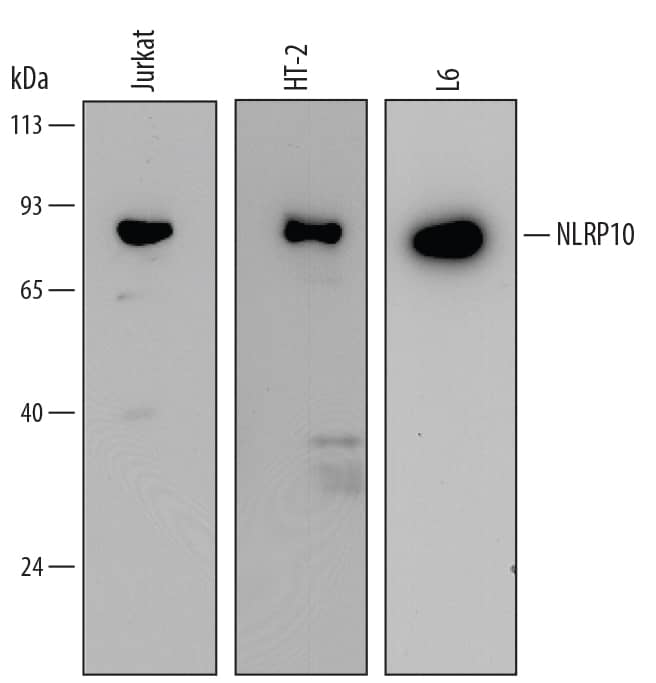 Western Blot NLRP10/Pynod/NALP10 Antibody (578502)