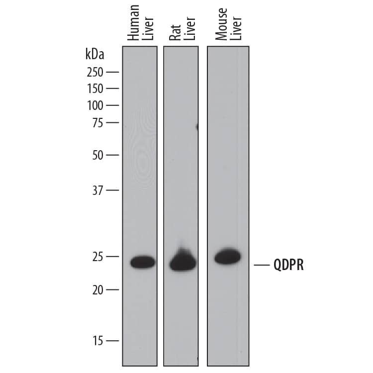 Western Blot QDPR Antibody