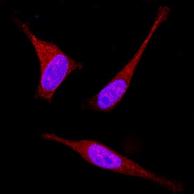 RACK1 was detected in immersion fixed HeLa human cervical epithelial carcinoma cell line using Goat Anti-Human/Mouse/Rat RACK1 Antigen Affinity-purified Polyclonal Antibody (Catalog # AF3434) at 15 µg/mL for 3 hours at room temperature. Cells were stained using the NorthernLights™ 557-conjugated Anti-Goat IgG Secondary Antibody (red; Catalog # NL001) and counterstained with DAPI (blue). Specific staining was localized to cytoplasm and nuclei. View our protocol for Fluorescent ICC Staining of Cells on Coverslips.