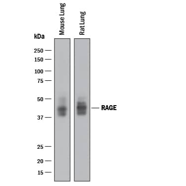 Western blot shows lysates of mouse lung tissue and rat lung tissue. PVDF membrane was probed with 0.1 µg/mL of Goat Anti-Human/Mouse/Rat RAGE Antigen Affinity-purified Polyclonal Antibody (Catalog # AF1179) followed by HRP-conjugated Anti-Goat IgG Secondary Antibody (Catalog # HAF017). Specific bands were detected for RAGE at approximately 40-50 kDa (as indicated). This experiment was conducted under reducing conditions and using Immunoblot Buffer Group 1.