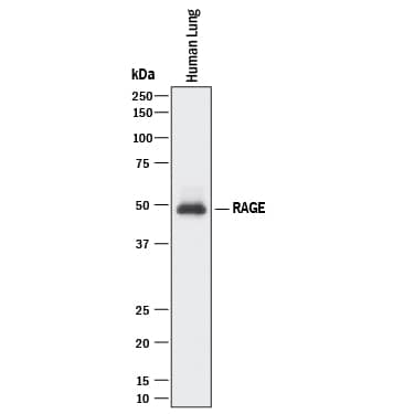 Western blot shows lysates of human lung tissue. PVDF membrane was probed with 1 µg/mL of Goat Anti-Human/Mouse/Rat RAGE Antigen Affinity-purified Polyclonal Antibody (Catalog # AF1179) followed by HRP-conjugated Anti-Goat IgG Secondary Antibody (Catalog # HAF017). A specific band was detected for RAGE at approximately 50 kDa (as indicated). This experiment was conducted under reducing conditions and using Immunoblot Buffer Group 1.