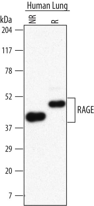 Western blot shows lysates of human lung tissue. PVDF Membrane was probed with 2 µg/mL of Mouse Anti-Human RAGE Monoclonal Antibody (Catalog # MAB11451) followed by HRP-conjugated Anti-Mouse IgG Secondary Antibody (Catalog # HAF007). Specific bands were detected for RAGE at approximately 43 kDa under non-reducing (NR) conditions and 50 kDa under reducing (R) conditions (as indicated). This experiment was conducted under reducing conditions and using Immunoblot Buffer Group 1.