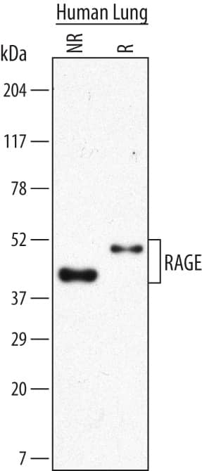 Western blot shows lysates of human lung tissue. PVDF Membrane was probed with 2 µg/mL of Mouse Anti-Human RAGE Monoclonal Antibody (Catalog # MAB1145) followed by HRP-conjugated Anti-Mouse IgG Secondary Antibody (Catalog # HAF007). Specific bands were detected for RAGE at approximately 43 kDa under non-reducing (NR) conditions and 50 kDa under reducing (R) conditions (as indicated). This experiment was conducted under reducing conditions and using Immunoblot Buffer Group 1.