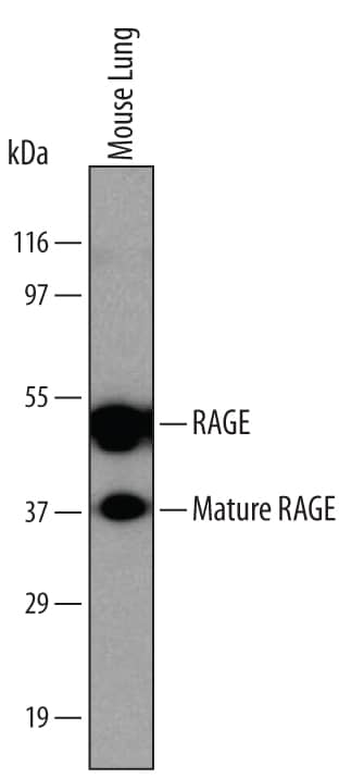 Western blot shows lysates of mouse lung tissue. PVDF membrane was probed with 2 µg/mL of Rat Anti-Mouse/Rat RAGE Monoclonal Antibody (Catalog # 1179) followed by HRP-conjugated Anti-Rat IgG Secondary Antibody (Catalog # HAF005). Specific bands were detected for RAGE and mature RAGE at approximately 50 and 38 kDa, respectively (as indicated). This experiment was conducted under non-reducing conditions and using Immunoblot Buffer Group 1.