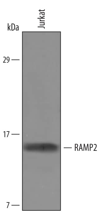 Western blot shows lysates of Jurkat human acute T cell leukemia cell line. PVDF Membrane was probed with 0.5 µg/mL of Sheep Anti-Human RAMP2 Antigen Affinity-purified Polyclonal Antibody (Catalog # AF6427) followed by HRP-conjugated Anti-Sheep IgG Secondary Antibody (Catalog # HAF016). A specific band was detected for RAMP2 at approximately 16 kDa (as indicated). This experiment was conducted under reducing conditions and using Immunoblot Buffer Group 8.