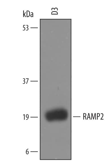 Western Blot RAMP2 Antibody