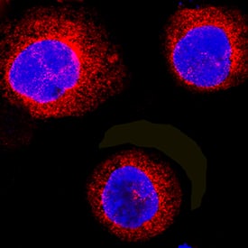 RASSF2 was detected in immersion fixed U937 human histiocytic lymphoma cell line using Goat Anti-Human/Mouse RASSF2 Antigen Affinity-purified Polyclonal Antibody (Catalog # AF5639) at 5 µg/mL for 3 hours at room temperature. Cells were stained using the NorthernLights™ 557-conjugated Anti-Goat IgG Secondary Antibody (red; Catalog # NL001) and counterstained with DAPI (blue). Specific staining was localized to cytoplasm and nuclei. View our protocol for Fluorescent ICC Staining of Non-adherent Cells.