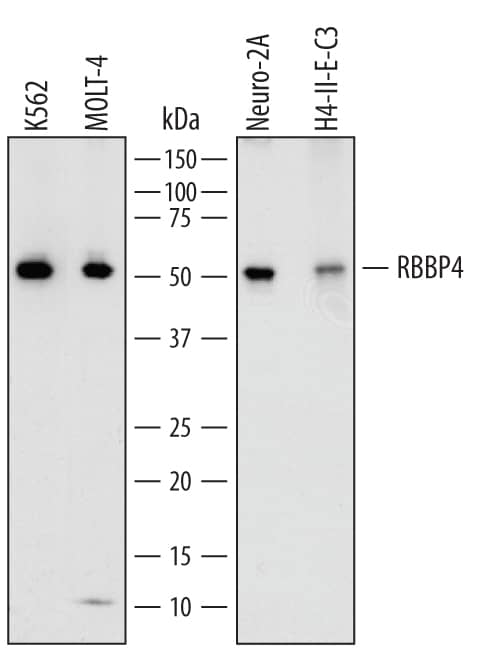 Western blot shows lysates of K562 human chronic myelogenous leukemia cell line, MOLT-4 human acute lymphoblastic leukemia cell line, Neuro-2A mouse neuroblastoma cell line, and H4-II-E-C3 rat hepatoma cell line. PVDF membrane was probed with 1 µg/mL of Sheep Anti-Human RBBP4 Antigen Affinity-purified Polyclonal Antibody (Catalog # AF7416) followed by HRP-conjugated Anti-Sheep IgG Secondary Antibody (Catalog # HAF016). A specific band was detected for RBBP4 at approximately 52 kDa (as indicated). This experiment was conducted under reducing conditions and using Immunoblot Buffer Group 1.