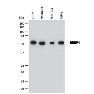 Western blot shows lysates of K562 human chronic myelogenous leukemia cell line, Neuro-2A mouse neuroblastoma cell line, NIH-3T3 mouse embryonic fibroblast cell line, and Rat-2 rat embryonic fibroblast cell line. PVDF membrane was probed with 0.5 µg/mL of Mouse Anti-Human/Mouse/Rat RBBP4 Monoclonal Antibody (Catalog # MAB7416) followed by HRP-conjugated Anti-Mouse IgG Secondary Antibody (Catalog # HAF018). A specific band was detected for RBBP4 at approximately 52 kDa (as indicated). This experiment was conducted under reducing conditions and using Immunoblot Buffer Group 1.