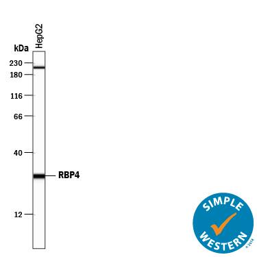 Simple Western lane view shows lysates of HepG2 human hepatocellular carcinoma cell line, loaded at 0.2 mg/mL. A specific band was detected for RBP4/Retinol-Binding Protein 4 at approximately 29 kDa (as indicated) using 50 µg/mL of Goat Anti-Human RBP4/Retinol-Binding Protein 4 Antigen Affinity-purified Polyclonal Antibody (Catalog # AF3378) followed by 1:50 dilution of HRP-conjugated Anti-Goat IgG Secondary Antibody (Catalog # HAF109). This experiment was conducted under reducing conditions and using the 12-230 kDa separation system. Non-specific interaction with the 230 kDa Simple Western standard may be seen with this antibody.
