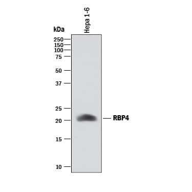 Western blot shows lysate of Hepa 1-6 mouse hepatoma cell line. PVDF membrane was probed with 0.2 µg/mL of Sheep Anti-Mouse RBP4/Retinol-Binding Protein 4 Antigen Affinity-purified Polyclonal Antibody (Catalog # AF3476) followed by HRP-conjugated Anti-Sheep IgG Secondary Antibody (Catalog # HAF016). A specific band was detected for RBP4/Retinol-Binding Protein 4 at approximately 22 kDa (as indicated). This experiment was conducted under reducing conditions and using Immunoblot Buffer Group 1.