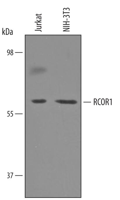 Western blot shows lysates of Jurkat human acute T cell leukemia cell line and NIH-3T3 mouse embryonic fibroblast cell line. PVDF Membrane was probed with 1 µg/mL of Sheep Anti-Human/Mouse RCOR1/CoREST Antigen Affinity-purified Polyclonal Antibody (Catalog # AF6047) followed by HRP-conjugated Anti-Sheep IgG Secondary Antibody (Catalog # HAF016). A specific band was detected for RCOR1/CoREST at approximately 65 kDa (as indicated). This experiment was conducted under reducing conditions and using Immunoblot Buffer Group 1.