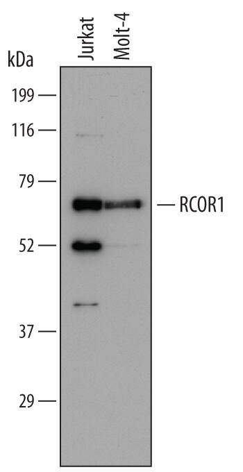 Western blot shows lysates of Jurkat human acute T cell leukemia cell line and MOLT-4 human acute lymphoblastic leukemia cell line. PVDF Membrane was probed with 1 µg/mL of Human RCOR1/CoREST Monoclonal Antibody (Catalog # MAB6047) followed by HRP-conjugated Anti-Mouse IgG Secondary Antibody (Catalog # HAF007). A specific band was detected for RCOR1/CoREST at approximately 64-66 kDa (as indicated). This experiment was conducted under reducing conditions and using Immunoblot Buffer Group 1.
