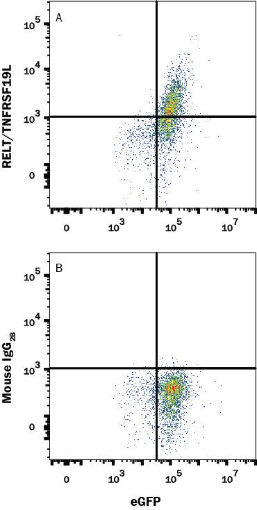 HEK293 Human cell line transfected with Human RELT/TNFRSF19L and eGFP were stained with (A) Mouse Anti-Human RELT/TNFRSF19L Alexa Fluor® 647-conjugated Monoclonal Antibody (Catalog # FAB1385R) or (B) Mouse IgG2B Alexa Fluor® 647-conjugated isotype control antibody ollowed (Catalog # IC0041R). View our protocol for Staining Membrane-associated Proteins.